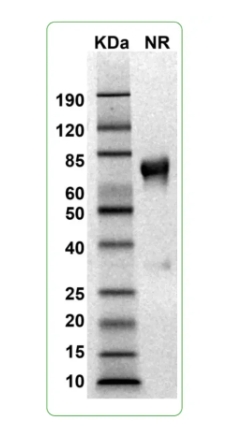 MW: Molecular Weight marker reduced condition
NR: CD95 dimer under non-reduced condition